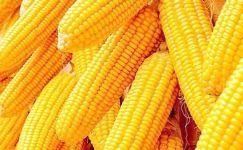 玉米秸秆购销合同
