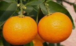 【合集】橘子的自述作文3篇