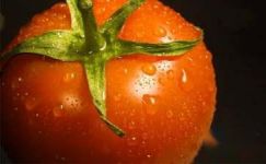 番茄的种植方法-番茄营养成分及食疗减肥