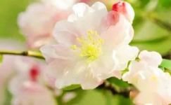 垂丝海棠花的养殖方法