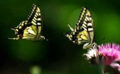 蝴蝶兰的养殖方法-蝴蝶兰的注意事项须知