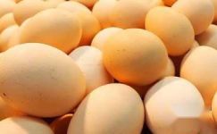 鸡蛋供货合同范本