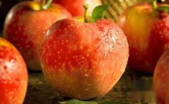 苹果海棠花的养殖方法