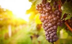 葡萄酒的制作方法与葡萄酒的功效及作用