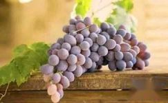 吃葡萄有什么好处-葡萄的食疗作用有哪些