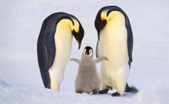 《制作雪雕“小企鹅”》大班科学教案