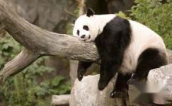 看《熊猫回家路》有感：心灵的沟通