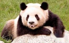 描写可爱的大熊猫200字作文