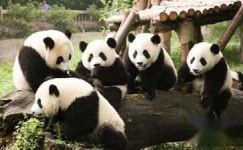 熊猫书签制作方法