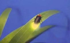 萤火虫会发光的部位和原因