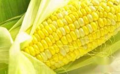 玉米须的副作用和药用价值