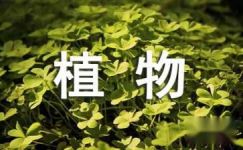 浅析中国传统节日植物习俗文化