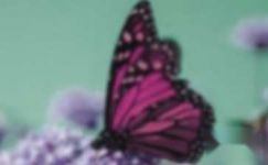 蝴蝶兰的养殖方法-蝴蝶兰种植注意事项