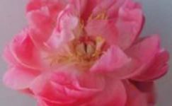 11朵粉玫瑰代表什么-粉玫瑰浪漫花语