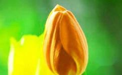 郁金香的养殖方法-郁金香种植注意事项