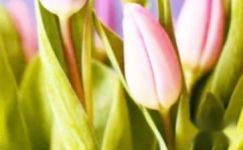 郁金香的养殖方法-郁金香生态习性的及花情花语