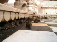 神奇的国度：印度圣鼠庙居然供奉着老鼠