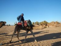 骆驼与和平：抑制现代战马的沙漠之舟