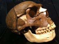 6000年前骨骼面前式拥抱的机密