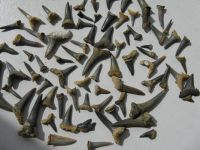 贵州发现距今2.8亿年的鲨鱼化石