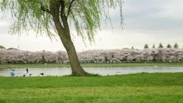 柳河边春色