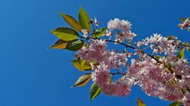 樱桃素有春果第一枝的美誉，所以春天里吃樱桃是比较合适的