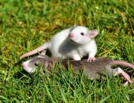 母老鼠怀疑老公有外遇，她跟踪老公到草丛旁