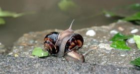 蜗牛的爱情示例