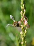 枣花蜂蜜的功效作用-蜂蜜的正确食用方法