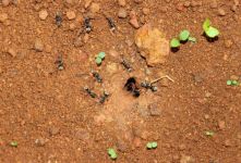 迷信家第一次发现蚂蚁螃蟹的祖先！