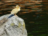 湟水河孤独的野鸭