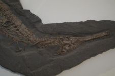 鳄鱼被称为“活化石”，由于很早便中止演化并幸存至今？