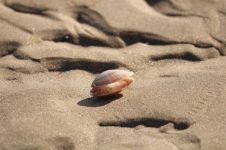 潮起潮落，冲不走沙滩记忆的贝壳