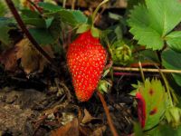 【常吃草莓防口腔癌】温润的早春正是草莓上市的季节
