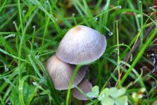 露水蘑菇