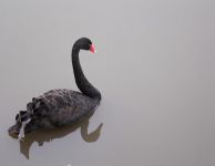稷下湖里的黑天鹅