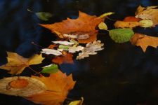 秋风落叶向水面
