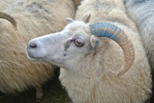 苏武牧羊始末 汉人苏武为什么要到到北海牧羊？