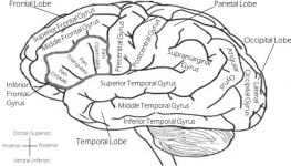人的大脑分为左右脑，左脑控制理智
