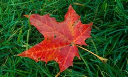 大自然的语言丰富多彩：从秋叶的飘零中