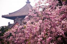 美，西安青龙寺的樱花