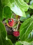 野草莓例子