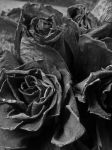 玫瑰已死亡的姿态 、爬过错落的黑白音阶