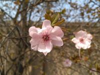 这个春里，闲暇时候常去探春。三月，看过迎春花、桃花、海棠