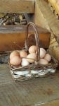 往一个篮子里放鸡蛋，假定篮子里的鸡蛋数目每分钟增加1倍