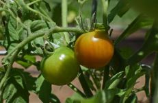 西红柿祛斑的小窍门