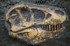怀孕的霸王龙骨骼化石被发现