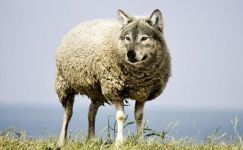 披着羊皮的狼、披着狼皮的羊