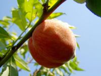 “黄桃”果树（1）