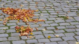 清秋，俯身撷起掉落在地上的红叶